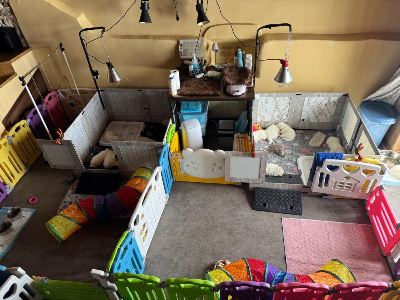 Une maternité qui s'agrandir au gré des besoins des petits loups