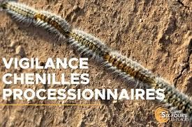 Retour des chenilles processionnaires