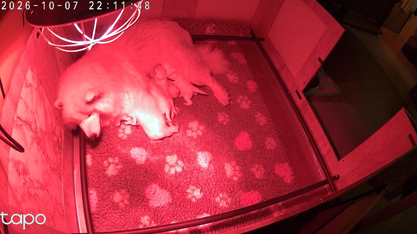 Chiot Samoyède De La Ferme Aux Corneilles
