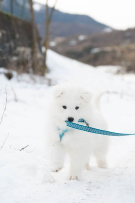 VALKO