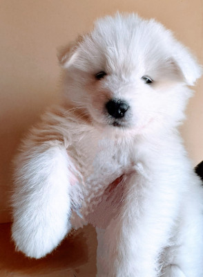 Chiot N°1