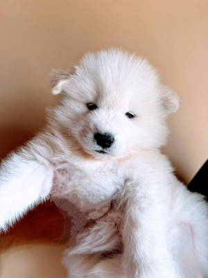 Chiot N°4