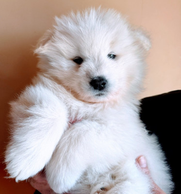 Chiot N°5