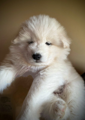 Chiot N°6