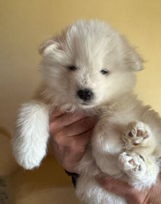 Chiot N°7