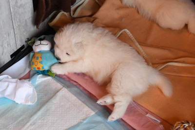 Chiot N°8