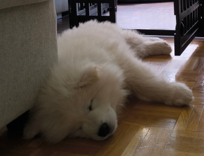Chiot N°1