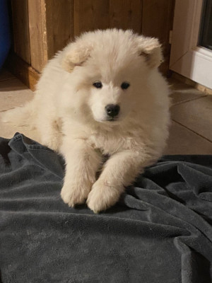 Chiot N°3