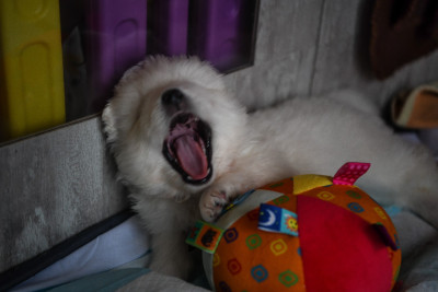 Chiot N°4