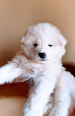 Chiot N°5