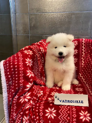 VADROUILLE