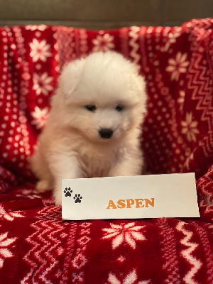 VAHINE D'ASPEN