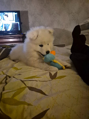 ALPHA